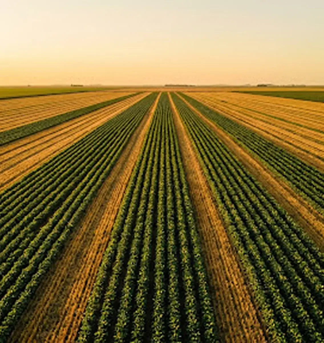 Líneas de cultivo al atardecer